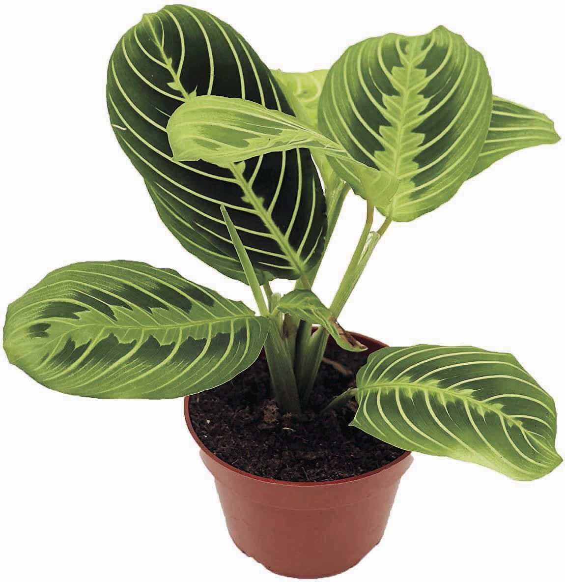 _PrayerPlant_CMYK.jpg